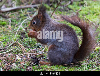 Close-up di un Eurasian scoiattolo rosso mangiare Foto Stock