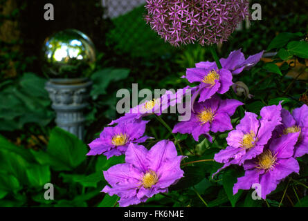 La clematide sarà GOODWIN Foto Stock