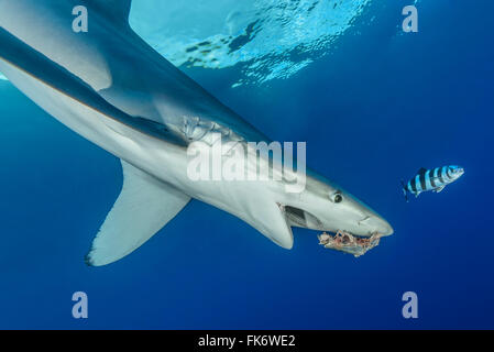 Alimentazione di Squalo Blu e pesce pilota, Prionace glauca e Naucrates raschiatore, Azzorre, Portogallo, Oceano Atlantico Foto Stock