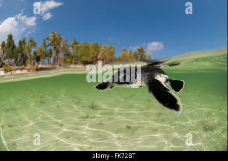 Baby tartaruga verde (Chelonia Mydas) hatchling nuoto al mare ancora nei bassifondi della spiaggia. Isola di Anano, Wakatobi., Sou Foto Stock