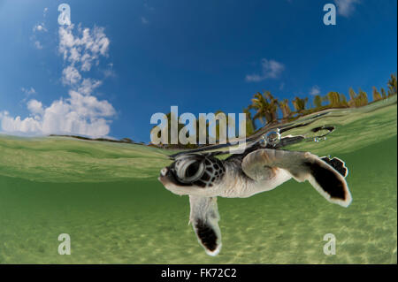 Baby tartaruga verde (Chelonia Mydas) hatchling nuoto al mare ancora nei bassifondi della spiaggia. Foto Stock