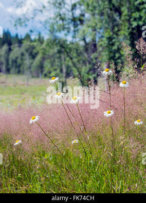 Oxeye daisy om prato Foto Stock