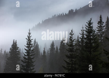 Alberi di pino nella nebbia a Alpe de Lerosa, montagne dolomitiche, Provincia di Belluno, Veneto, Italia Foto Stock