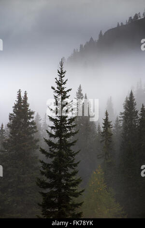 Alberi di pino nella nebbia a Alpe de Lerosa, montagne dolomitiche, Provincia di Belluno, Veneto, Italia Foto Stock