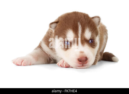 Stanco siberian husky cucciolo. Vista frontale, isolato su bianco. Foto Stock