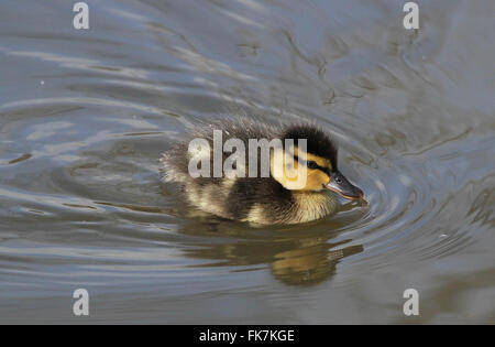 La contea di Down, Regno Unito. Il 7 marzo 2016. Nonostante le perturbazioni atmosferiche questo giovane anatroccolo era intenzionata a pala in tra le docce. Immagine - David Hunter/Alamy Live News Foto Stock