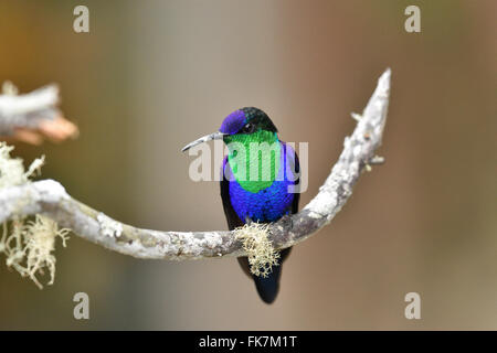 Un maschio coronato Woodnymph hummingbird appollaiato su un lichen-ramo coperti. Foto Stock