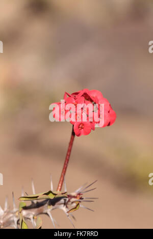 Minuscoli fiori rossi su Euphorbia milii var. splendens è chiamato la corona di spine e everblooming è in Madagascar. Foto Stock