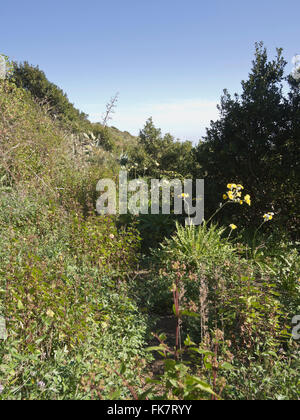 A volte su una escursione in Tenerife Spagna il percorso può essere nascosto nella lussureggiante vegetazione di montagna, accurato orientamento richiesto Foto Stock