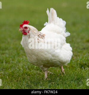 bianco di pollo Foto Stock