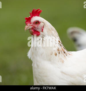 pollo Foto Stock