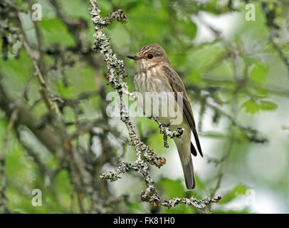 Flycatcher avvistato, Muscicapa striata, seduto sul ramoscello Foto Stock