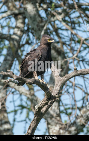 Long-crested eagle (Lophaetus occipitalis) appollaiato in un albero alto. Foto Stock