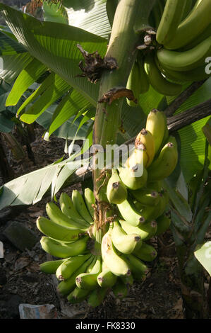 Le mani di banane che cresce su alberi piante vegetali banana banana palm fronde di palme frond piante vegetali placation piantagioni Foto Stock