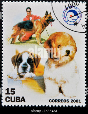 CUBA - circa 2001: un timbro stampato in Cuba mostra i cani, circa 2001 Foto Stock