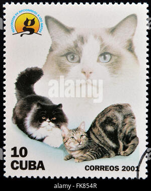 CUBA - circa 2001: un timbro stampato in Cuba, mostra i gatti, circa 2001 Foto Stock