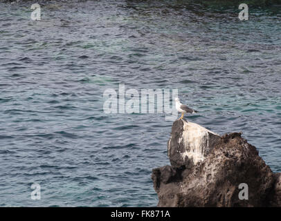 Seagull, giallo-gambe, gabbiano appollaiato sulla propria nera lava rock, guano mostrare frequenti visite, mare dietro, Tenerife Spagna Foto Stock