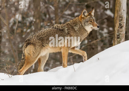 Il coyote in una foresta invernale impostazione Foto Stock