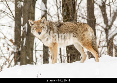 Il coyote in una foresta invernale impostazione Foto Stock