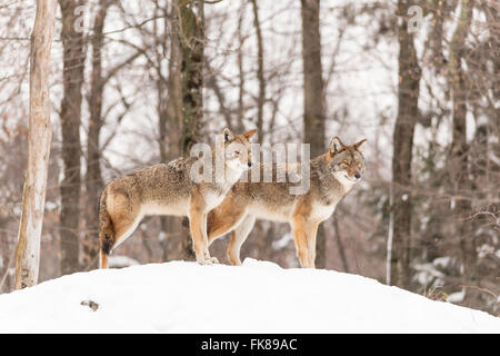 Il coyote in un paesaggio invernale Foto Stock