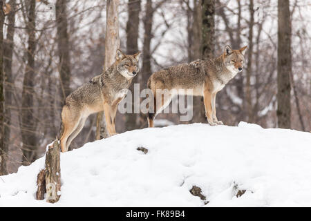 Il coyote in un paesaggio invernale Foto Stock