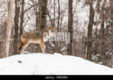 Il coyote in un paesaggio invernale Foto Stock