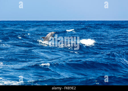 Il tursiope o delfino maggiore (Tursiops truncatus) salta fuori dell'acqua a Los Gigantes, Atlantico, Tenerife, Isole Canarie, Spagna Foto Stock