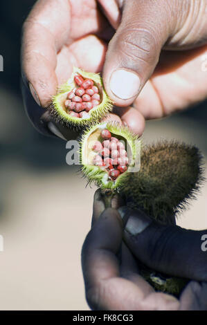 Annatto o achiote - Bixa orellana Foto Stock