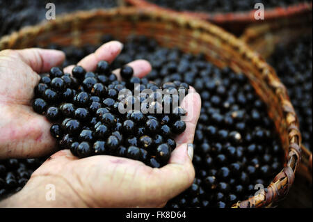 Fair Acai in Ver-o-Peso Foto Stock