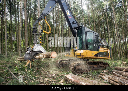 Pinus elliottii raccolto per industria della pasta di legno e della carta Foto Stock