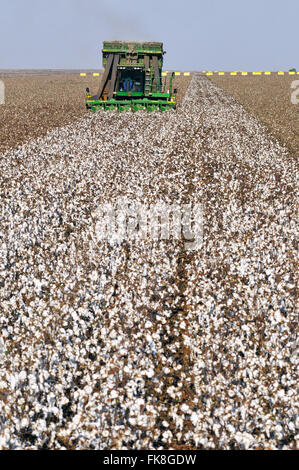 Le piantagioni di cotone e di combinare la tecnologia avanzata Foto Stock