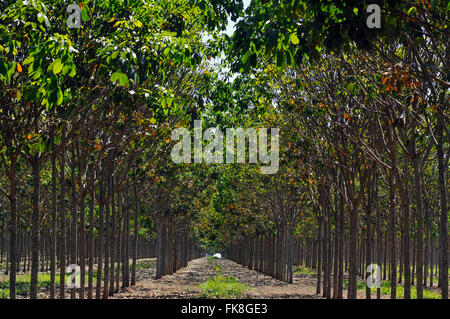 Gomma ha alberi piantati tre anni - Complesso produzione di gomma naturale Foto Stock