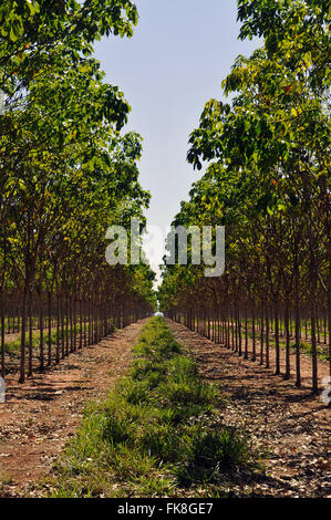 Gomma ha alberi piantati tre anni - Complesso produzione di gomma naturale Foto Stock