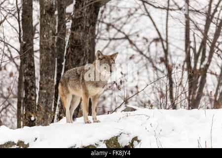 Il coyote in un paesaggio invernale Foto Stock