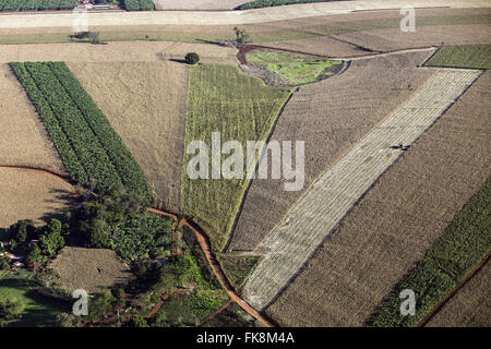 Vista aerea di strada sterrata tra le piantagioni di granturco, canna da zucchero e banane Foto Stock