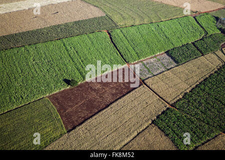 Vista aerea di piantagioni di grano, canna da zucchero, mais e banana in campagna Foto Stock