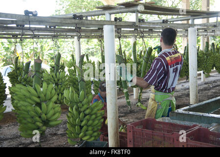 La fruibilità di locazione di banane nella Ribeira Valley Foto Stock