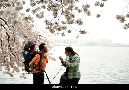 Mattinata nebbiosa sul bacino di marea in DC di Washington, National Cherry Blossom Festival Foto Stock
