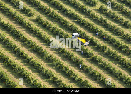 Vista aerea della raccolta di arance nel frutteto in campagna Foto Stock