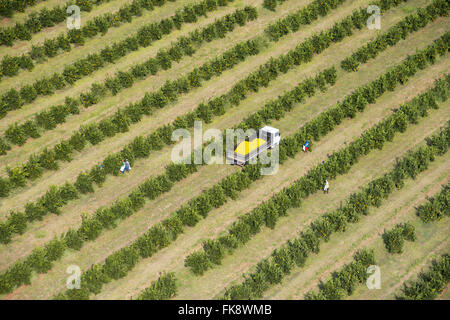 Vista aerea della raccolta di arance nel frutteto in campagna Foto Stock