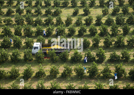 Vista aerea della raccolta di arance nel frutteto in campagna Foto Stock