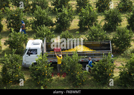 Vista aerea della raccolta di arance nel frutteto in campagna Foto Stock