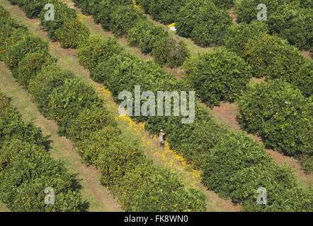 Vista aerea della raccolta di arance nel frutteto in campagna Foto Stock