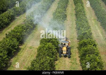 Vista di irrorazione aerea di insetticidi in aranceti in campagna Foto Stock