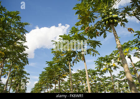 Piantagione di papaia irrigata con centro di rotazione in una zona rurale - Ovest della Bahia Foto Stock