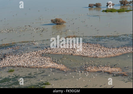 Antenna - Australian Pellicano (Pelecanus conspicillatus) allevamento colonie sulle isole del Lago Goyder entro Coongie Laghi Nati Foto Stock