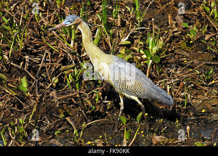 Maria-guancia - Syrigma sibilatrix - Pantanal Pocone Foto Stock