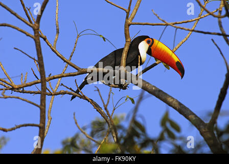 Trasduttore Toco toucan - Ramphastos toco - Pantanal Pocone Foto Stock