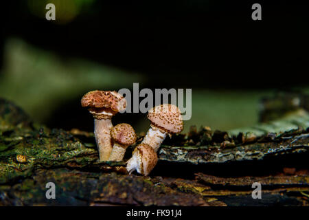Funghi sul suolo della foresta Foto Stock
