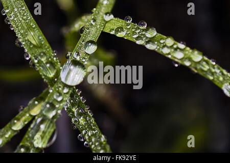 Dettaglio delle goccioline di acqua su foglie di zucchero di canna in campagna Foto Stock